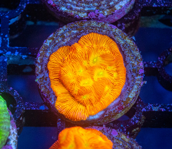 Lepto Frag