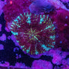Scolymia