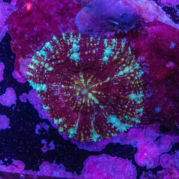 Scolymia