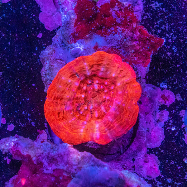 Scolymia