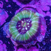 Scolymia