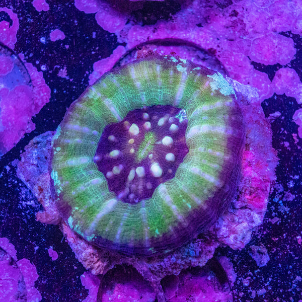 Scolymia