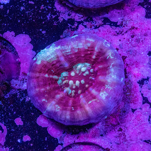 Scolymia