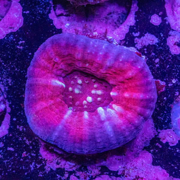 Scolymia