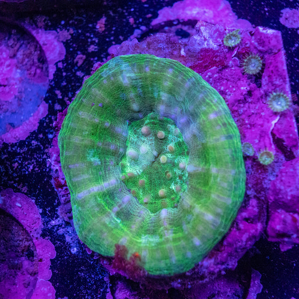 Scolymia