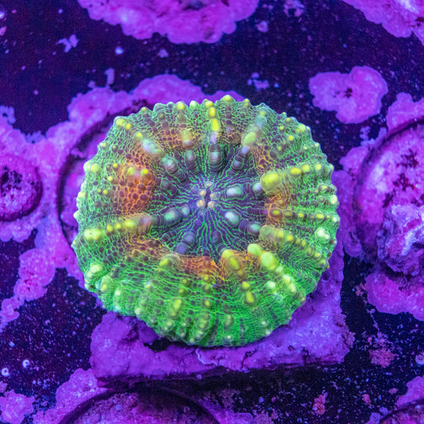 Scolymia