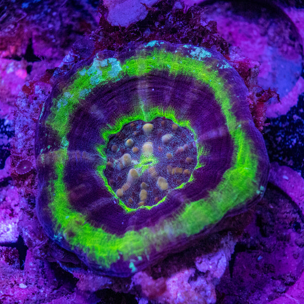 Scolymia