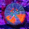 Scolymia