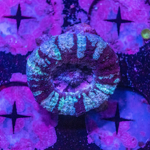 Scolymia