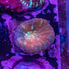 Scolymia