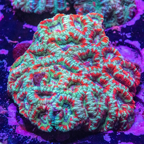 Acan. Micromussa