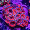 Acan. Micromussa