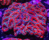 Acan. Micromussa