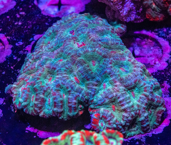 Acan. Micromussa