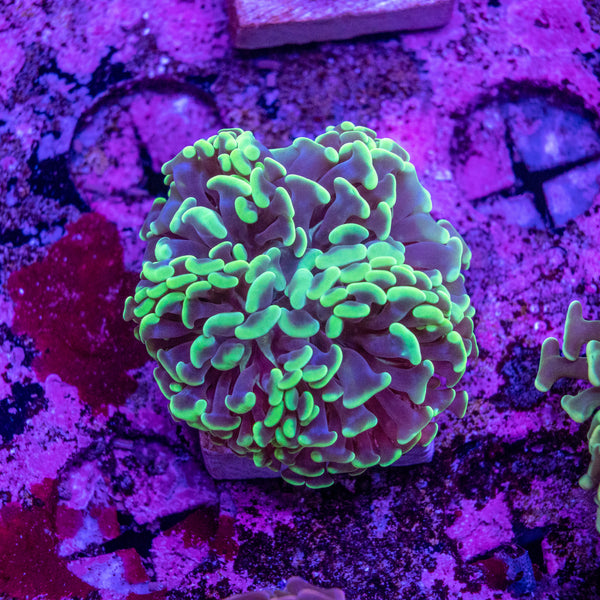 Branching Hammer