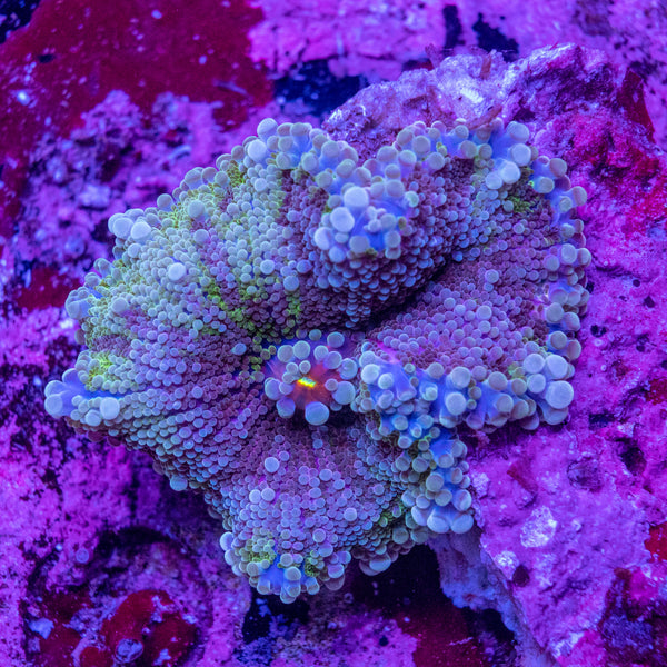 Ricordea