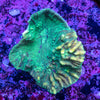 Pectinia