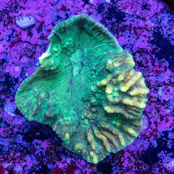 Pectinia