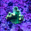 Pectinia