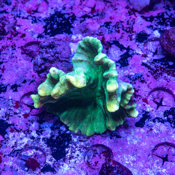 Pectinia