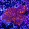 Leptastrea