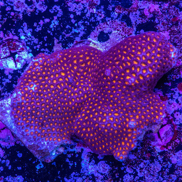 Leptastrea