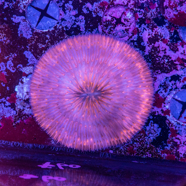 Fungia