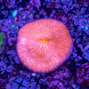 Fungia