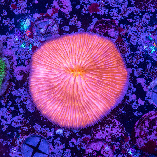 Fungia
