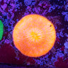 Fungia