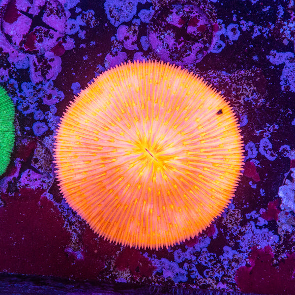 Fungia