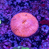 Fungia
