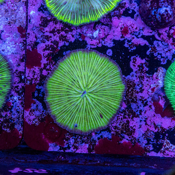 Fungia