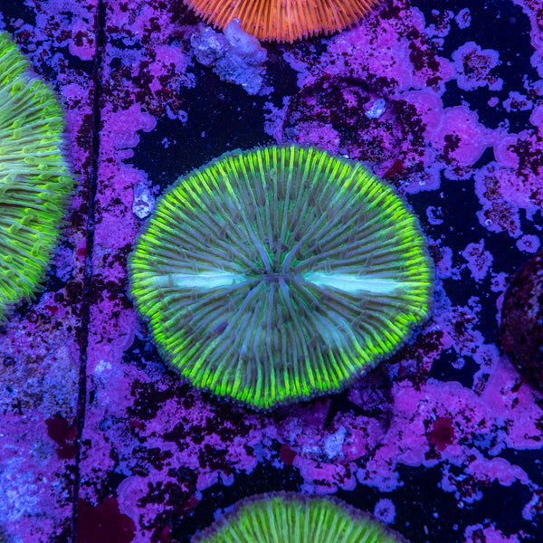 Fungia