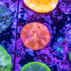 Fungia