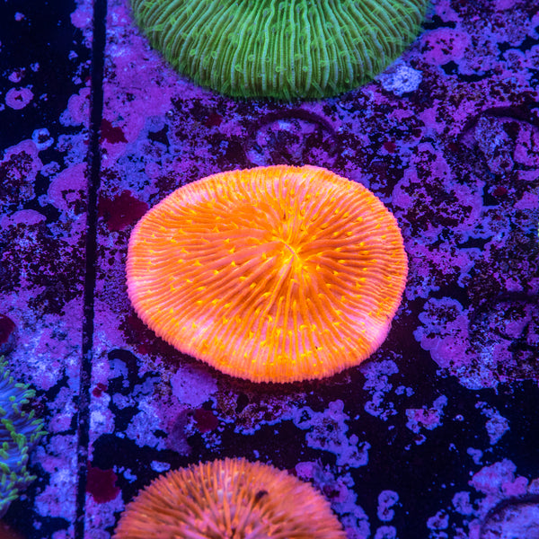 Fungia