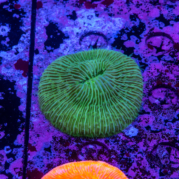 Fungia