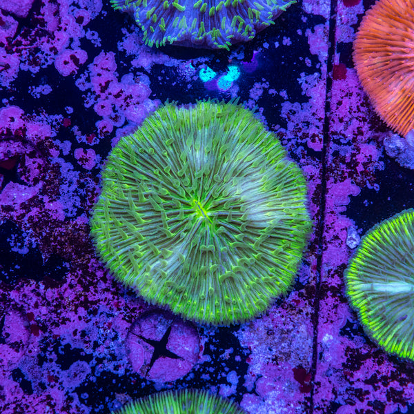 Fungia