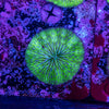 Fungia