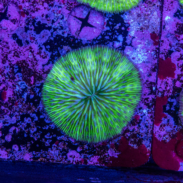 Fungia