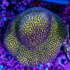 Maze Coral