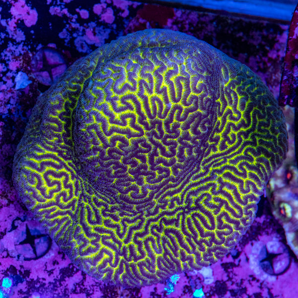 Maze Coral
