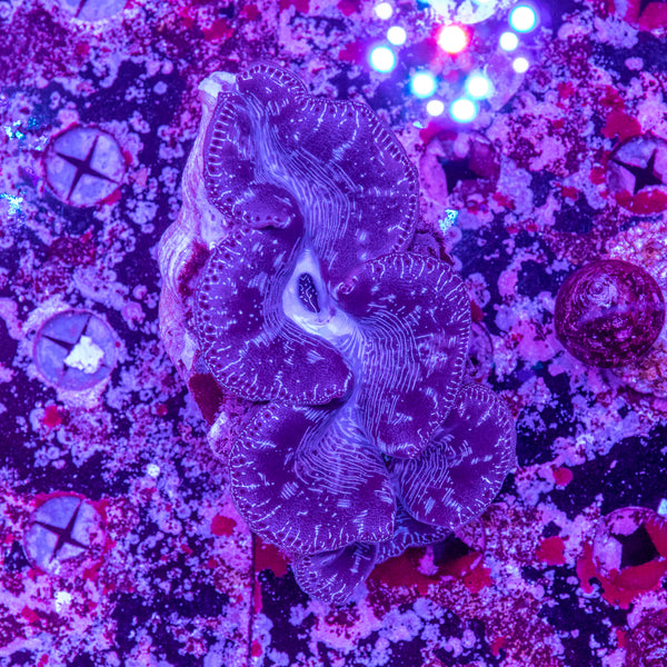 30cm Clam
