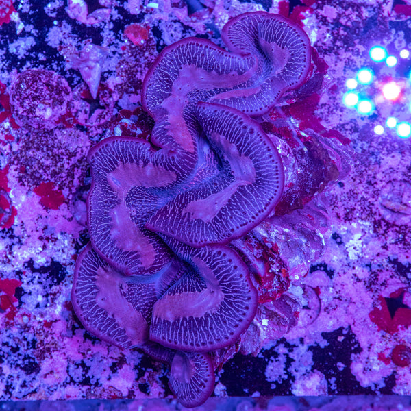 30cm Clam