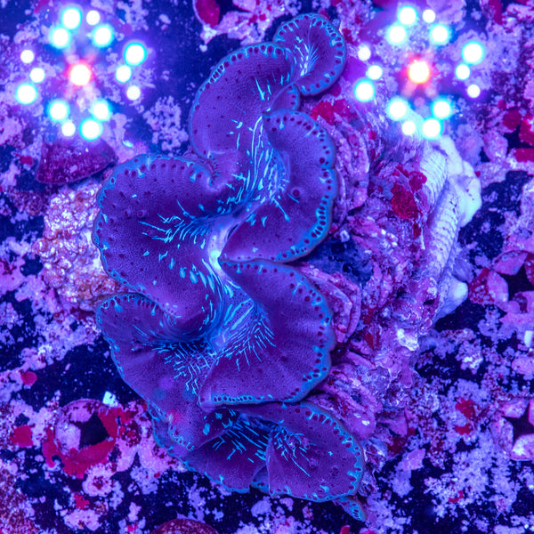 30cm Clam
