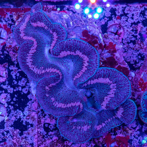 30cm Clam