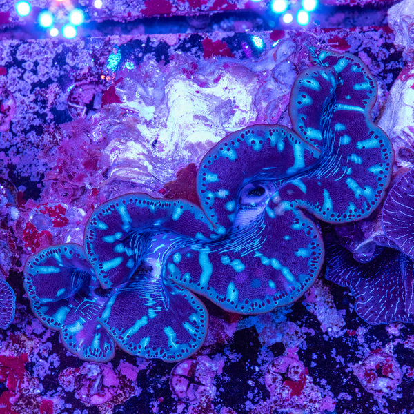 30cm Clam