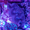 30cm Clam