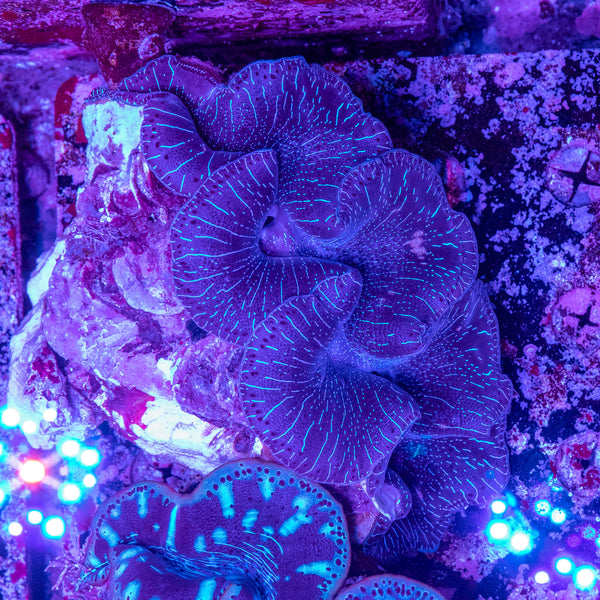 30cm Clam