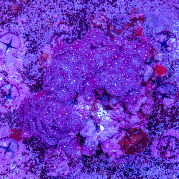 Blastomussa Wellsi